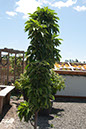 Cox_20110625_119