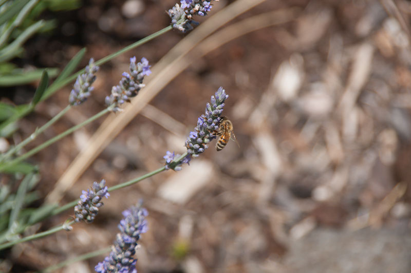 Cox_20110730_025