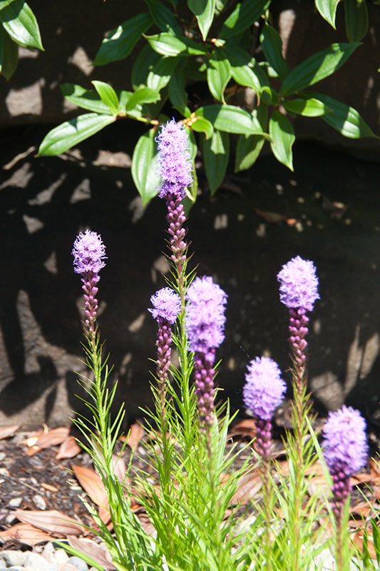 Cox_20110730_038