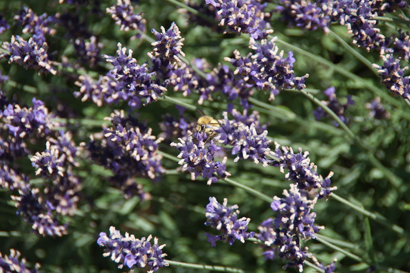 Cox_20110730_014
