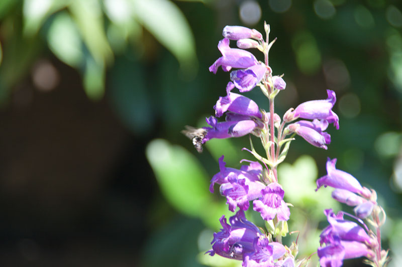 Cox_20110730_053