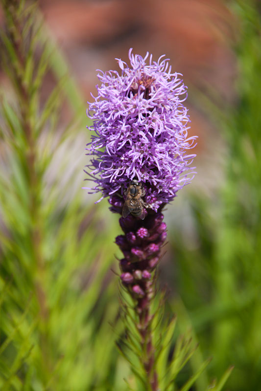 Cox_20110730_044