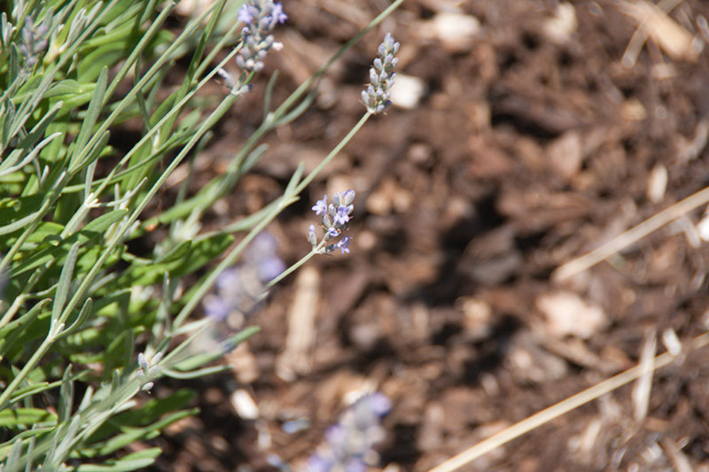 Cox_20110730_026