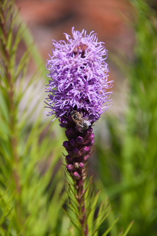 Cox_20110730_043