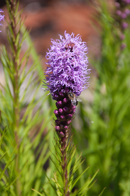 Cox_20110730_041