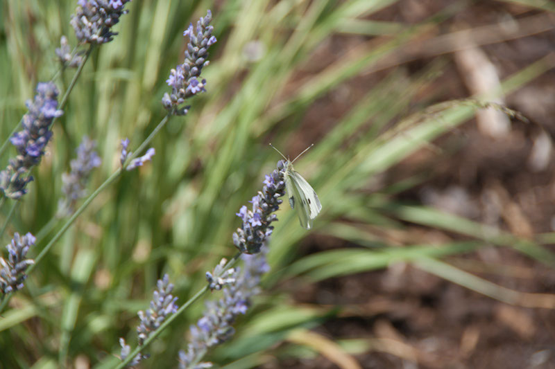 Cox_20110730_024