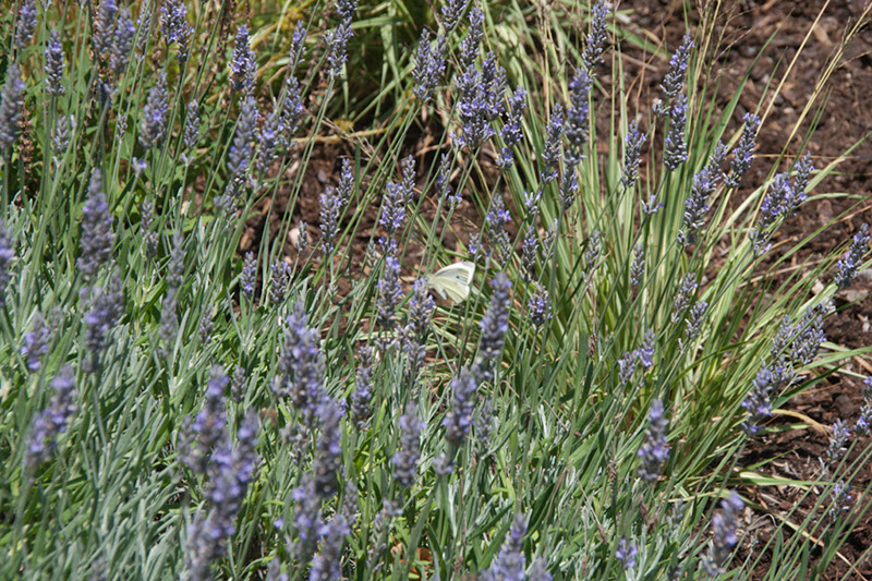 Cox_20110730_019