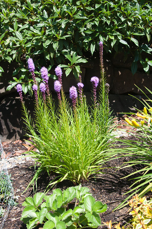 Cox_20110730_029