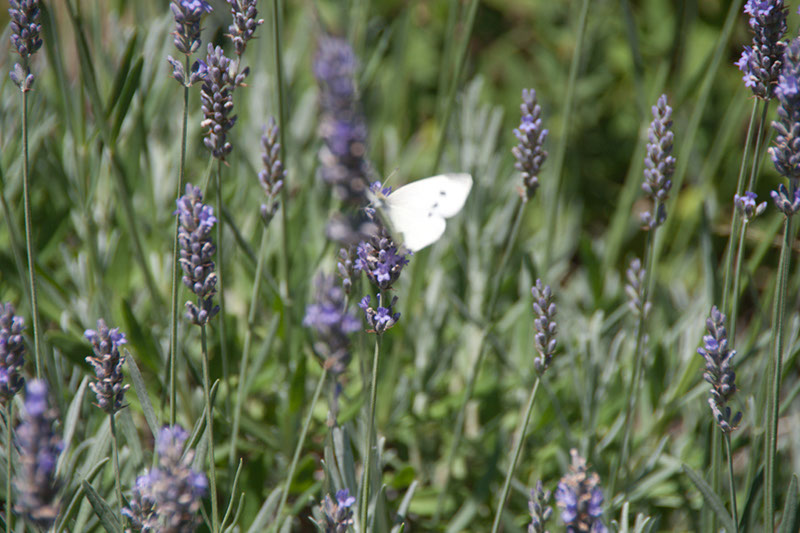 Cox_20110730_021
