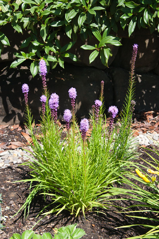 Cox_20110730_027