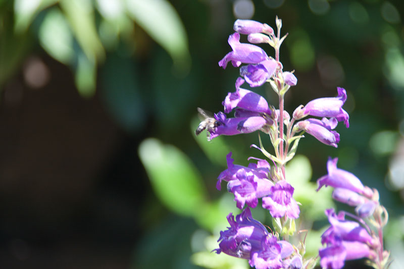 Cox_20110730_054