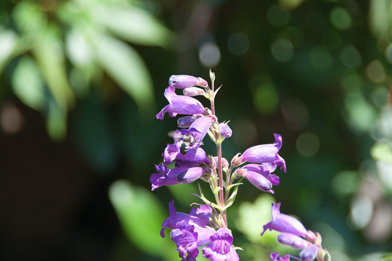 Cox_20110730_057