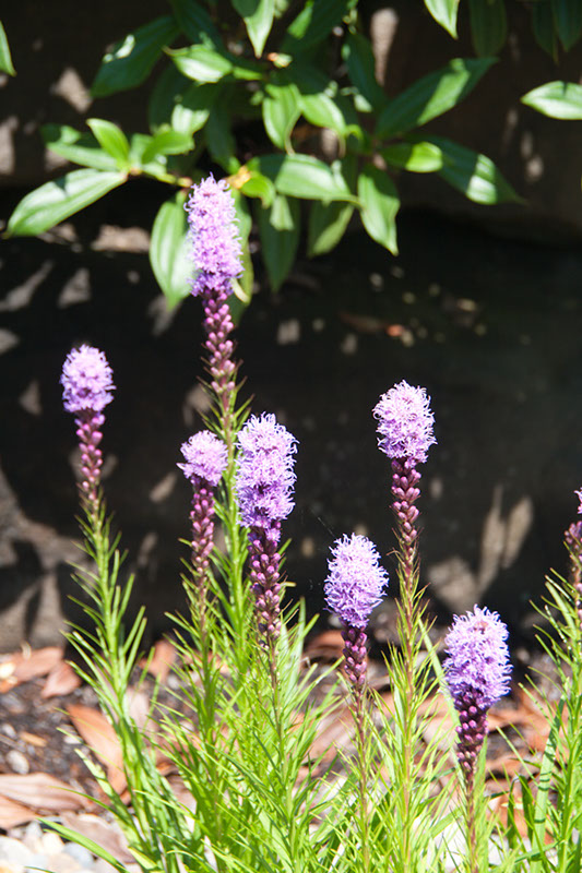 Cox_20110730_037