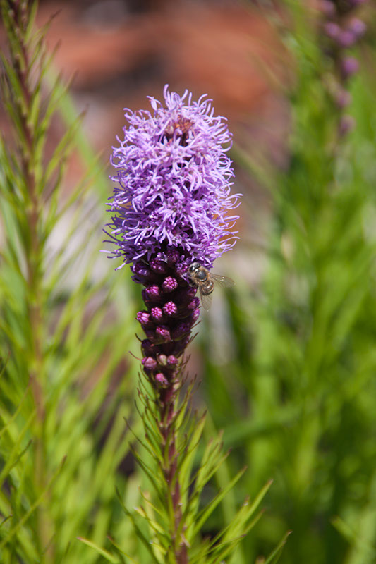 Cox_20110730_040
