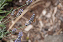 Cox_20110730_025