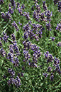 Cox_20110730_012