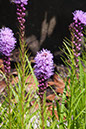 Cox_20110730_033