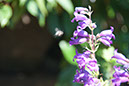 Cox_20110730_055