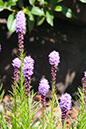 Cox_20110730_035
