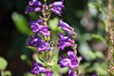 Cox_20110730_052