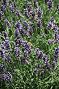 Cox_20110730_011