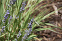Cox_20110730_023