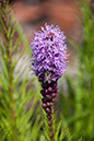 Cox_20110730_045