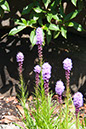 Cox_20110730_038