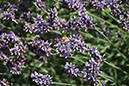 Cox_20110730_014
