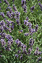 Cox_20110730_008