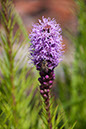Cox_20110730_044