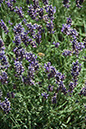 Cox_20110730_010