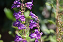 Cox_20110730_051