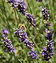 Cox_20110730_018