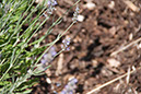 Cox_20110730_026