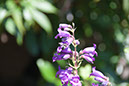 Cox_20110730_056