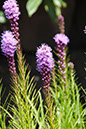 Cox_20110730_030