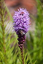 Cox_20110730_043