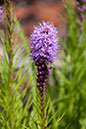 Cox_20110730_041