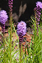 Cox_20110730_034