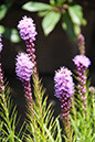 Cox_20110730_031