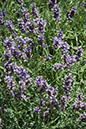 Cox_20110730_009