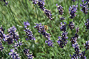 Cox_20110730_017
