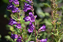 Cox_20110730_050