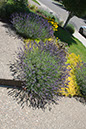 Cox_20110730_001