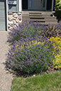 Cox_20110730_006