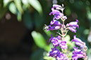 Cox_20110730_054