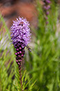 Cox_20110730_039