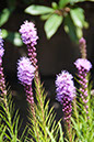 Cox_20110730_032