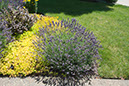 Cox_20110730_002